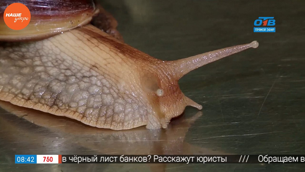 Ветеринарный врач Николай Калинин провел осмотр улитки