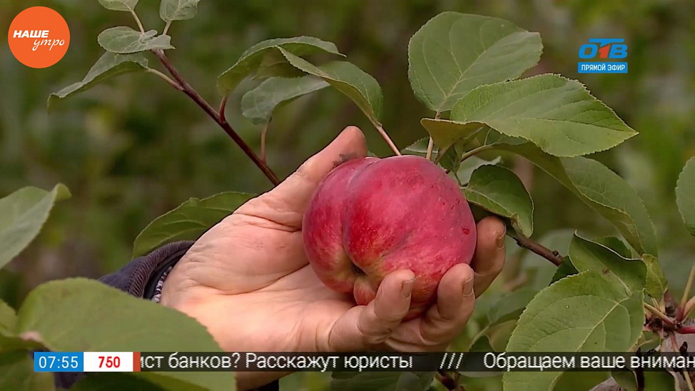 Наше УТРО на ОТВ – садовые истории – когда собирать плоды