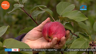 Наше УТРО на ОТВ – садовые истории – когда собирать плоды