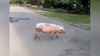 По улицам Челябинска гуляет огромная свинья 