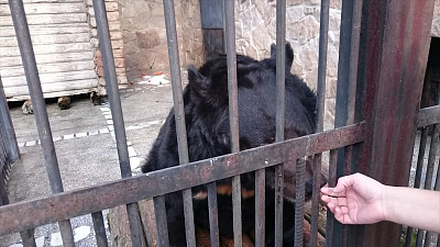 Пара официально поженившихся медведей готовится к годовщине