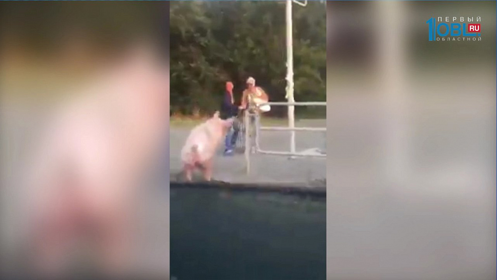 Горожане заметили свинью на пешеходном переходе