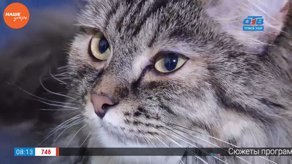 Ветринар Николай Калинин продолжает осмотр четвероногих пациентов