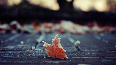 МЧС прогнозирует ночные заморозки на выходные 