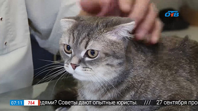 Ветеринар рассказал, можно ли кормить кота влажным кормом