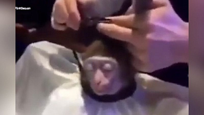 Релаксирующая макака в салоне красоты в ожидании преображения 