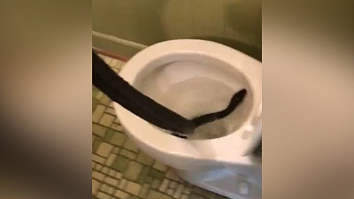 Мужчина достал ядовитую змею из унитаза руками
