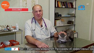 Ветеринарный врач провел профилактический осмотр кота