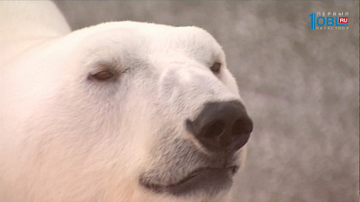 Вольер для белых медведей в зоопарке расширят