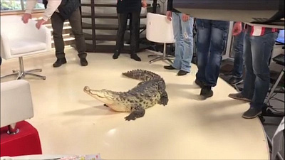 Двухметровый крокодил держал в страхе телеведущих ОТВ во время прямого эфира