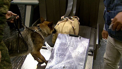 Хвостатая таможня проверила багаж пассажиров на наркотики 