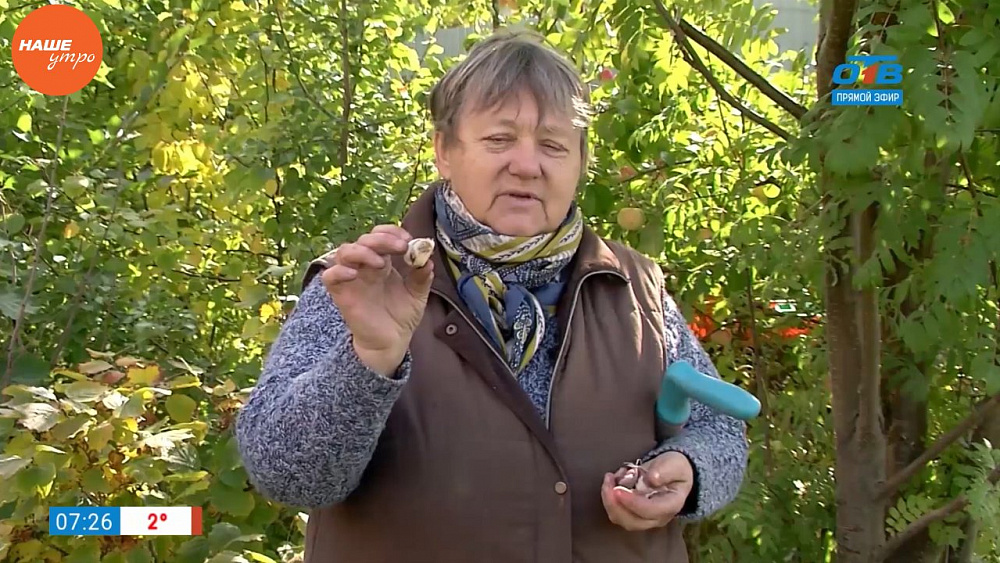Наше УТРО на ОТВ – садовые истории – посадка чеснока