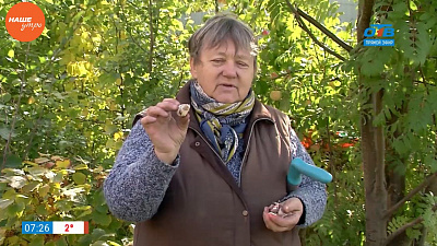 Наше УТРО на ОТВ – садовые истории – посадка чеснока
