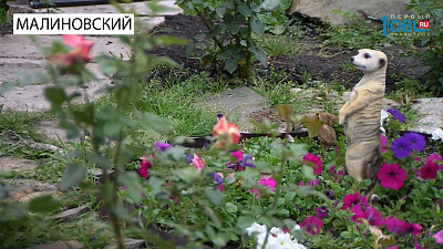 Национальный интерес. Малиновский