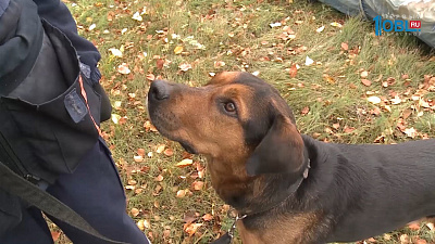 Сертификационные испытания для кинологов и собак