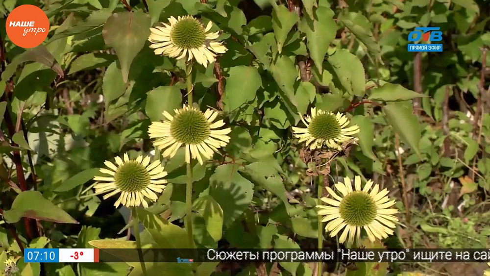 Наше УТРО на ОТВ – садовые истории об эхинацее