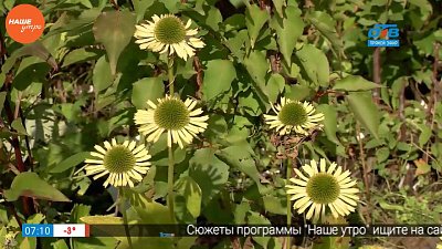 Наше УТРО на ОТВ – садовые истории об эхинацее