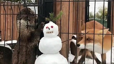 Хищники из челябинского зоопарка не поделили снеговика  Хищники из челябинского зоопарка не поделили снеговика