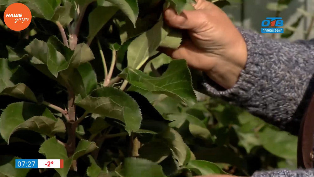 Наше УТРО на ОТВ – садовые истории о колоновидных яблонях