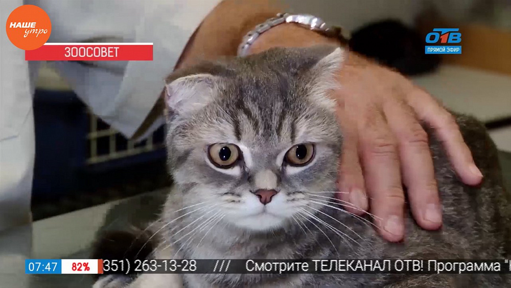 Ветеринар Николай Калинин провел первичный осмотр кота