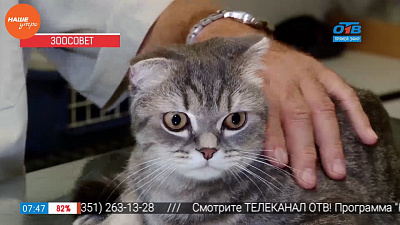 Ветеринар Николай Калинин провел первичный осмотр кота Ветеринар Николай Калинин провел первичный осмотр кота