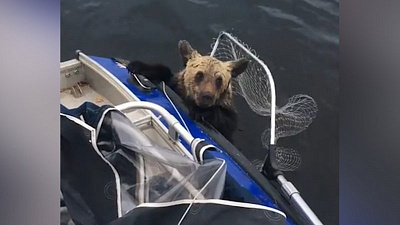 Тонущих в озере медвежат спасли рыбаки