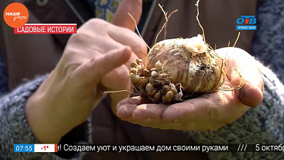 Наше УТРО на ОТВ – садовые истории – луковицы гладиолусов