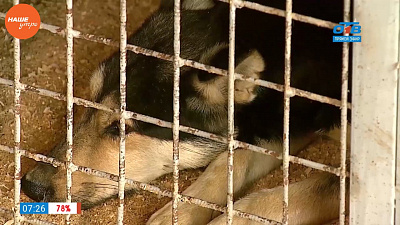 Наше УТРО на ОТВ – брошенные животные