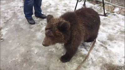 Троицкий медвежонок временно переехал в Челябинск 