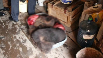 Убитых медвежат в частном доме обнаружили полицейские 