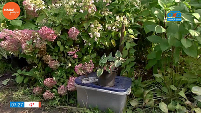 Надежда Черненко расскажет, как перенести в дом садовые растения