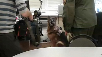 Найдет ли поисковый пес тротил? Эксперимент на ОТВ 