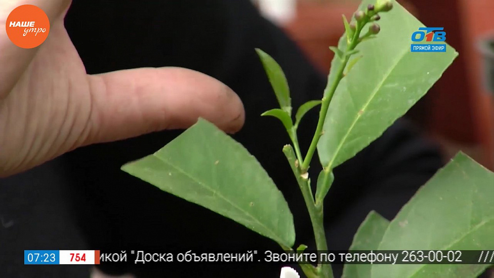 Наше УТРО на ОТВ – садовые истории – лимоны