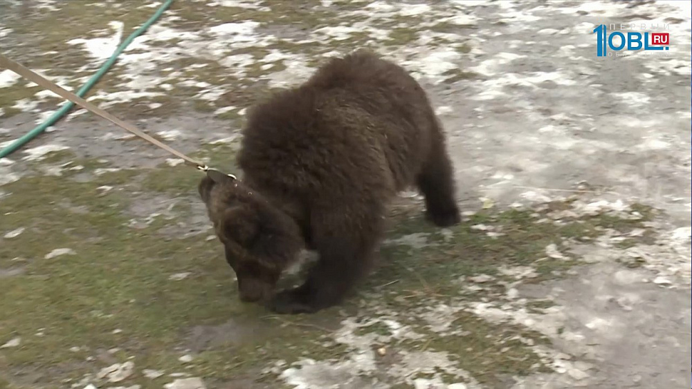 Медведицу Милу отправили в зооцентр Санкт-Петербурга