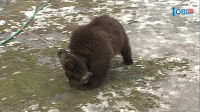 Медведицу Милу отправили в зооцентр Санкт-Петербурга