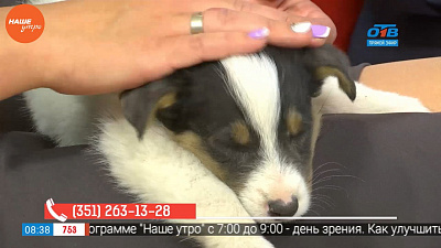 Наше УТРО на ОТВ –в студии щеночек