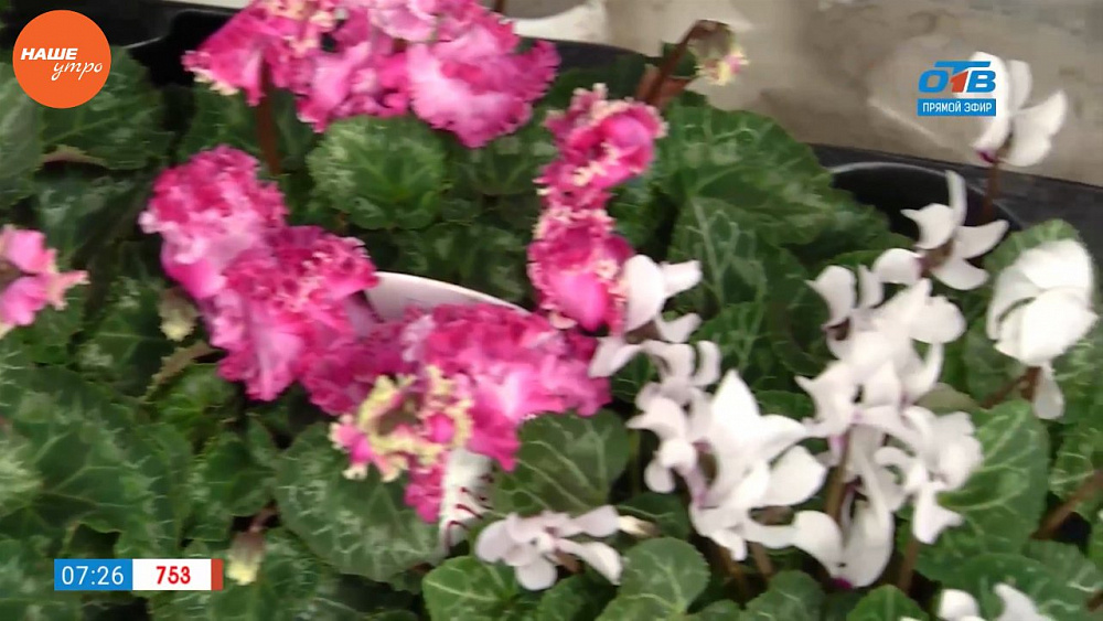 Наше УТРО на ОТВ – садовые истории о цикламенах
