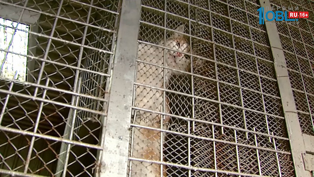 Кошек и собак в "ГорЭкоЦентре" не усыпляют