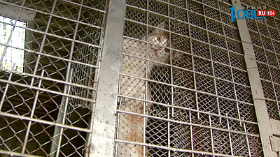 Кошек и собак в "ГорЭкоЦентре" не усыпляют