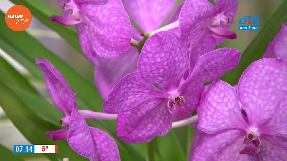 Наше УТРО на ОТВ – садовые истории об орхидеях