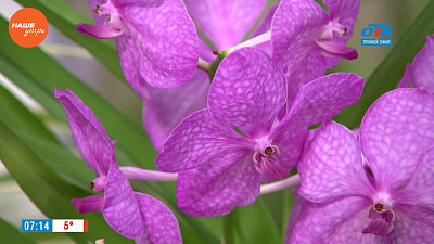 Наше УТРО на ОТВ – садовые истории об орхидеях