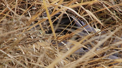 В лесопосадках под Копейском обнаружен скелет человека с пробитым черепом 