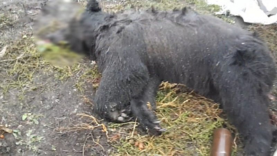 Сбежавший из зоопарка медведь растерзал пенсионера