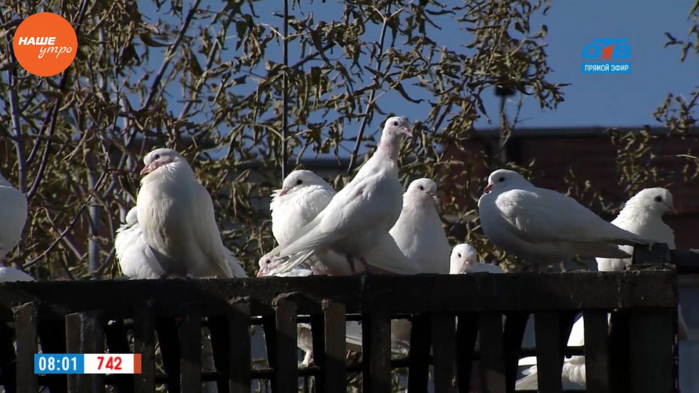 Наше УТРО на ОТВ – мужское хобби – голубевод