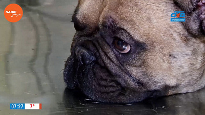 Ветеринар Николай Калинин провел осмотр французского бульдога