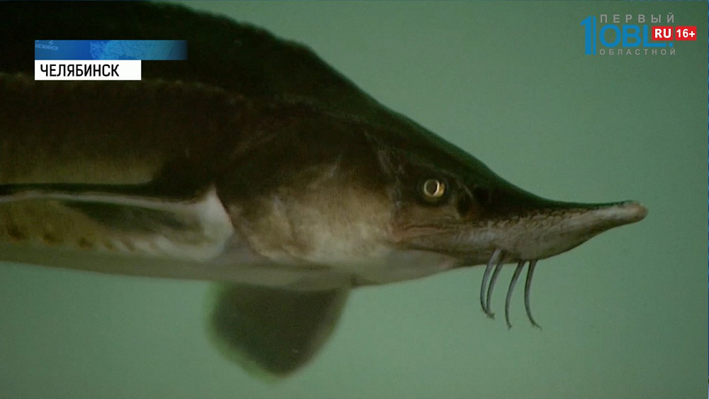 Рыбзавод получит госгарантии от Челябинской области