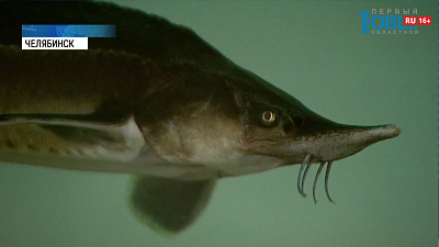 Рыбзавод получит госгарантии от Челябинской области