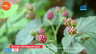 Наше УТРО на ОТВ – садовые истории – подготовка ежевики к зиме