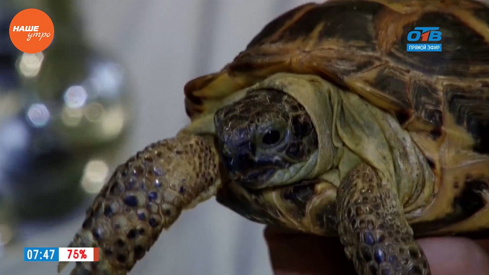 Ветеринарный врач Николай Калинин провел осмотр черепахи