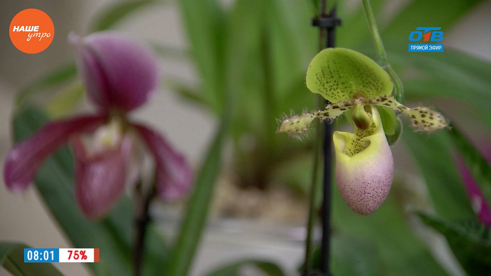 Карина Салмина рассказала о необычном сорте орхидей